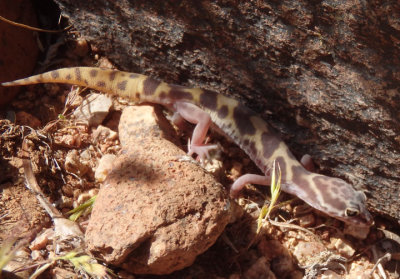 Western Banded Gecko 