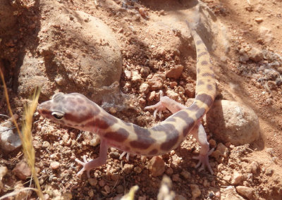 Western Banded Gecko 