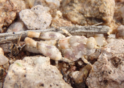 Cibolacris parviceps; Cream Grasshopper nymph