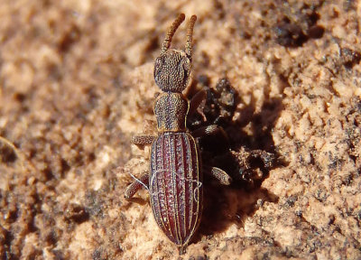 Araeoschizus Darkling Beetle species
