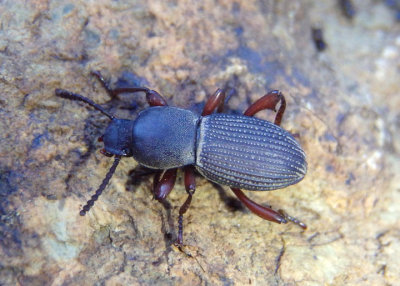 Argoporis Darkling Beetle species