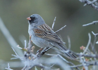 Black-chinned Sparrow; breeding male