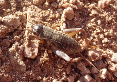Gryllus Field Cricket species; male