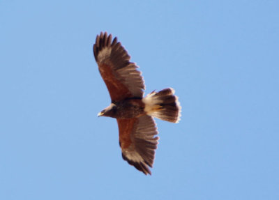 Harris's Hawk; immature