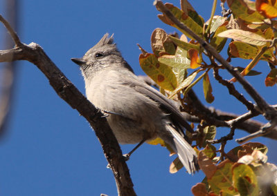 Juniper Titmouse 