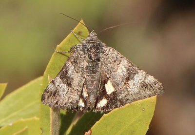 8597 - Litocala sexsignata; Litocala Moth