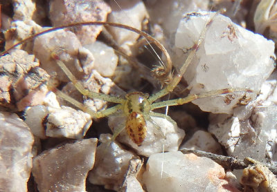 Mecaphesa Crab Spider species 