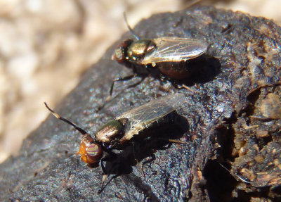 Physiphora alceae; Picture-winged Fly species