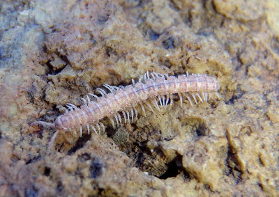 Polydesmidae Flat-backed Millipede species