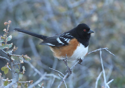 Spotted Towhee; male