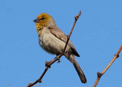 Verdin