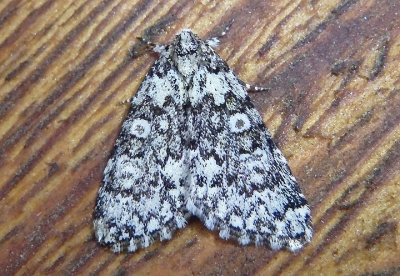 9287 - Cryphia olivacea; Owlet Moth species