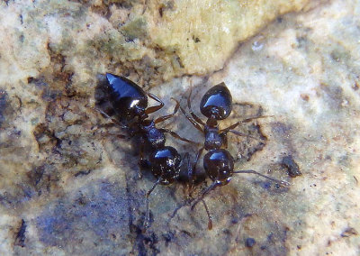 Crematogaster Acrobat Ant species