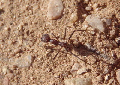 Novomessor albisetosus; Ant species