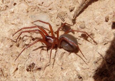 Kibramoa Spider species