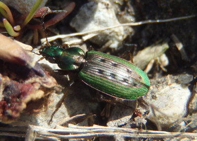 Agonum octopunctatum; Ground Beetle species