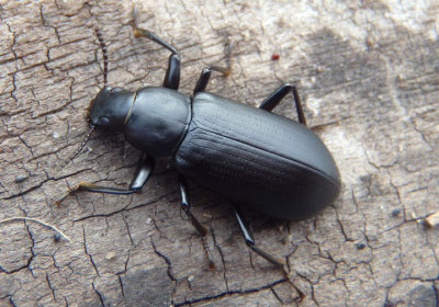Alobates pennsylvanica; False Mealworm Beetle