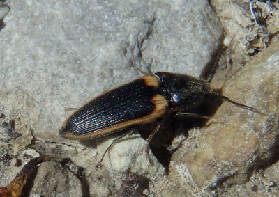 Ampedus sellatus; Click Beetle species