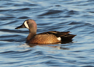 Blue-winged Teal; male