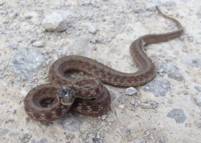 DeKay's Brown Snake