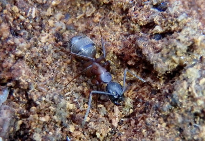 Camponotus chromaiodes; Ferruginous Carpenter Ant