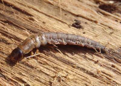 Chauliodinae Fishfly species larva