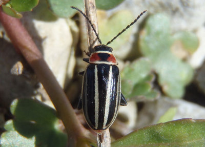 Disonycha pensylvanica; Leaf Beetle species