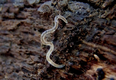 Eelworm species