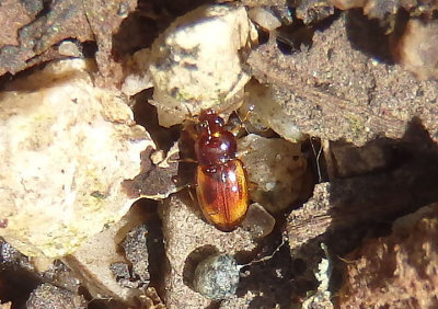 Elaphropus Ground Beetle species