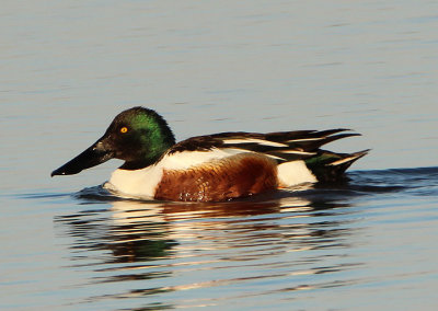 Northern Shoveler; male