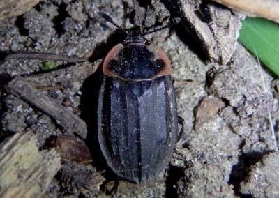Oiceoptoma noveboracense; Margined Carrion Beetle