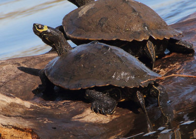 Ouachita Map Turtle 