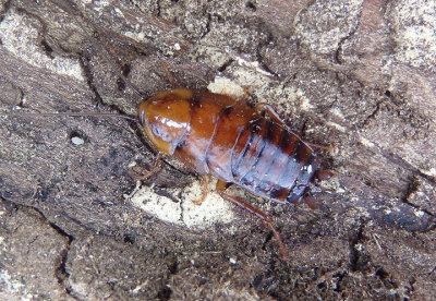 Parcoblatta pennsylvanica; Pennsylvania Wood Cockroach nymph