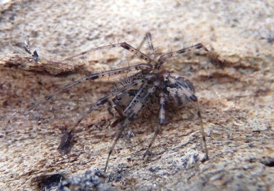 Pityohyphantes Hammock Spider species