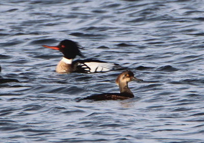 Red-breasted Merganser; immature male