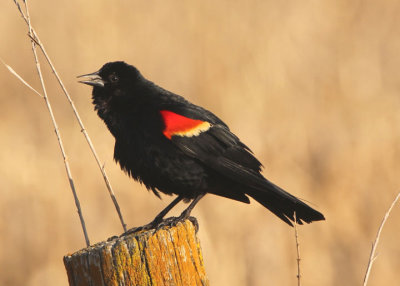 Red-winged Blackbird; male