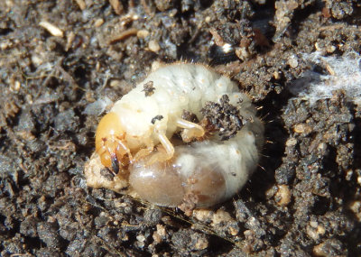 Scarabaeoidea Scarab Beetle specie larva