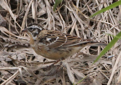 Smith's Longspur; transitional male
