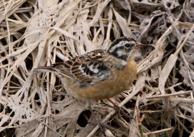 Smith's Longspur; transitional male