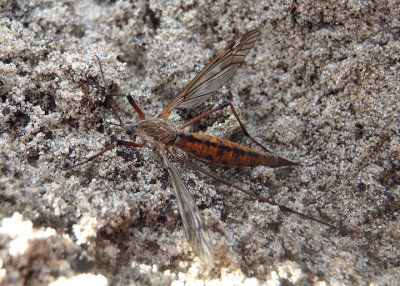 Tipula dorsimacula; Crane Fly species; female