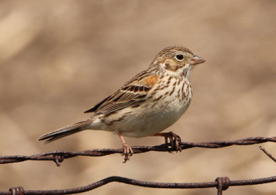 Vesper Sparrow