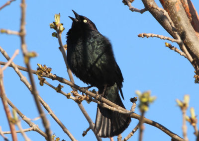 Brewer's Blackbird; male