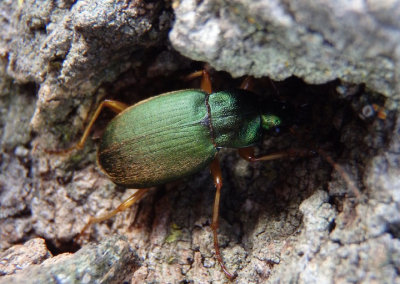 Chlaenius sericeus; Vivid Metallic Ground Beetle species
