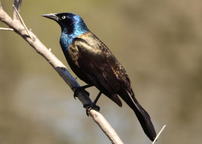 Common Grackle; male