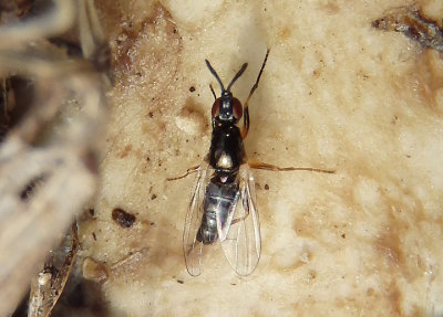 Prochyliza xanthostoma; Waltzing Fly species; male