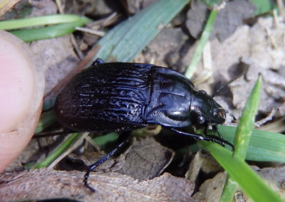 Dicaelus sculptilis; Notch-mouthed Ground Beetle species