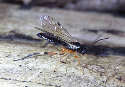 Diplazon laetatorius; Hover Fly Parasite; female