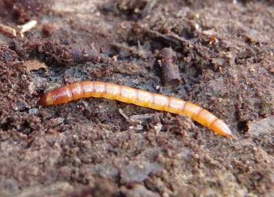 Melanotus Click Beetle species larva