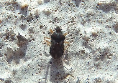 Merragata hebroides; Velvet Water Bug species