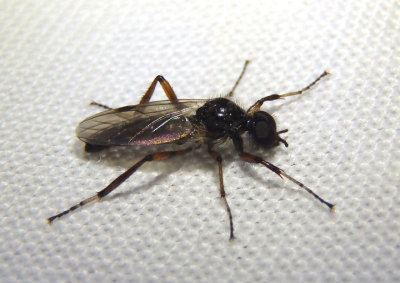 Bibio articulatus; March Fly species; male